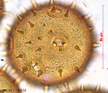 Lagunaria patersonii - lame n° 29372